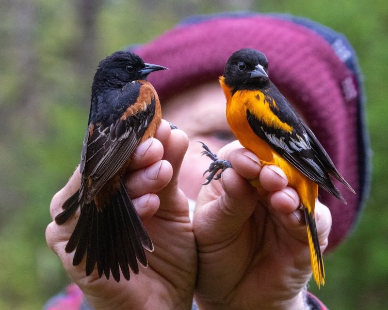 Bird banding