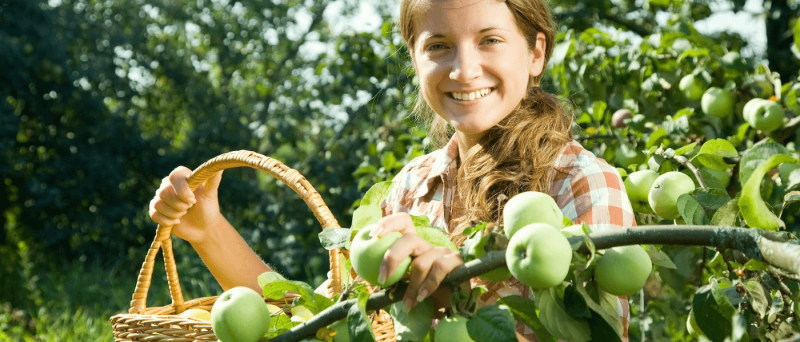 Exploring Wisconsin's Apple Trail: 8 Must-Visit Orchards and Attractions