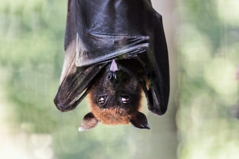 Bat hanging upside down against green backdrop.