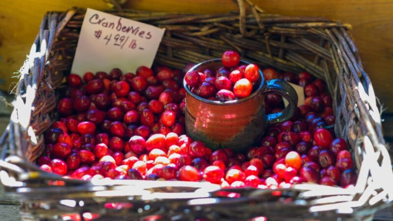 Why fall is the perfect time to take a trip along Wisconsin’s Cranberry Highway