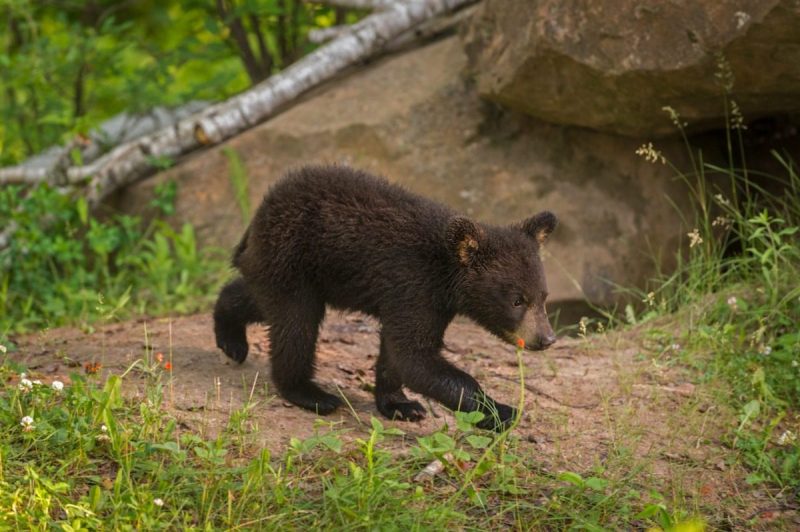 Black Bear (Ursus americanus) Cub Walks Right Near Den - captive animal.