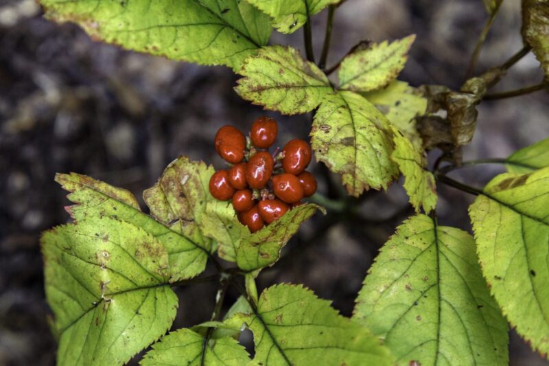 12 things you never knew about Wisconsin’s ginseng trade