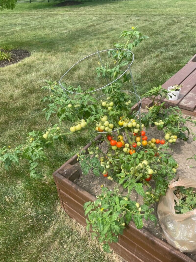 Everything you need to know about container gardening in Wisconsin