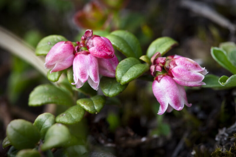 Stop & smell the roses at these 5 Wisconsin flower festivals