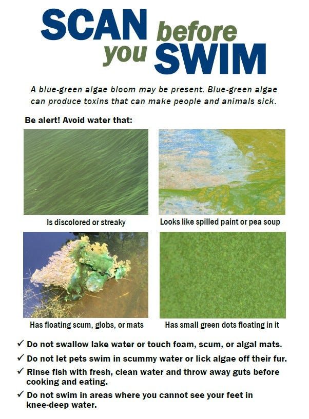 a form showing and explaining different types of blue green algae