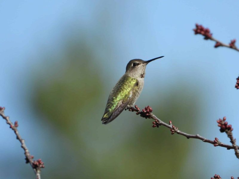 hummingbirds will start making their way out of wisconsin in late August