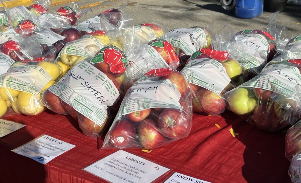 Pickers can harvest a variety of apples including Rave, Zestar, Premier Honeycrisp and pie apples like Paula Red and Dudley.