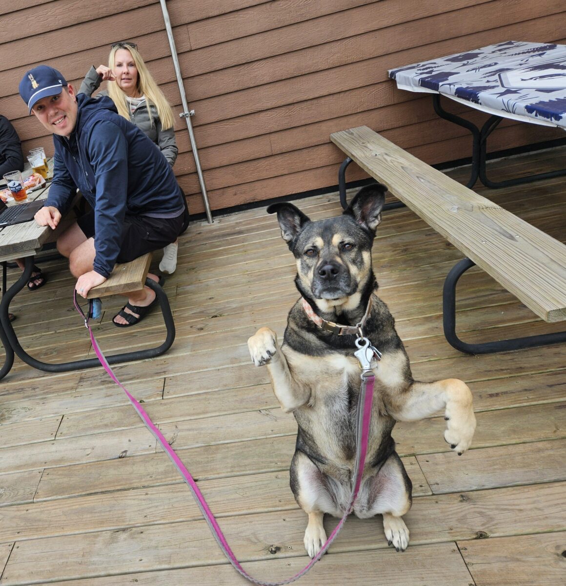 Dogs have the run of the outdoor spaces at Central Waters.