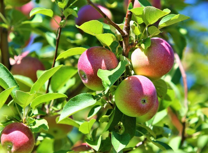 Labor Day weekend typically kicks off apple-picking season in Wisconsin.