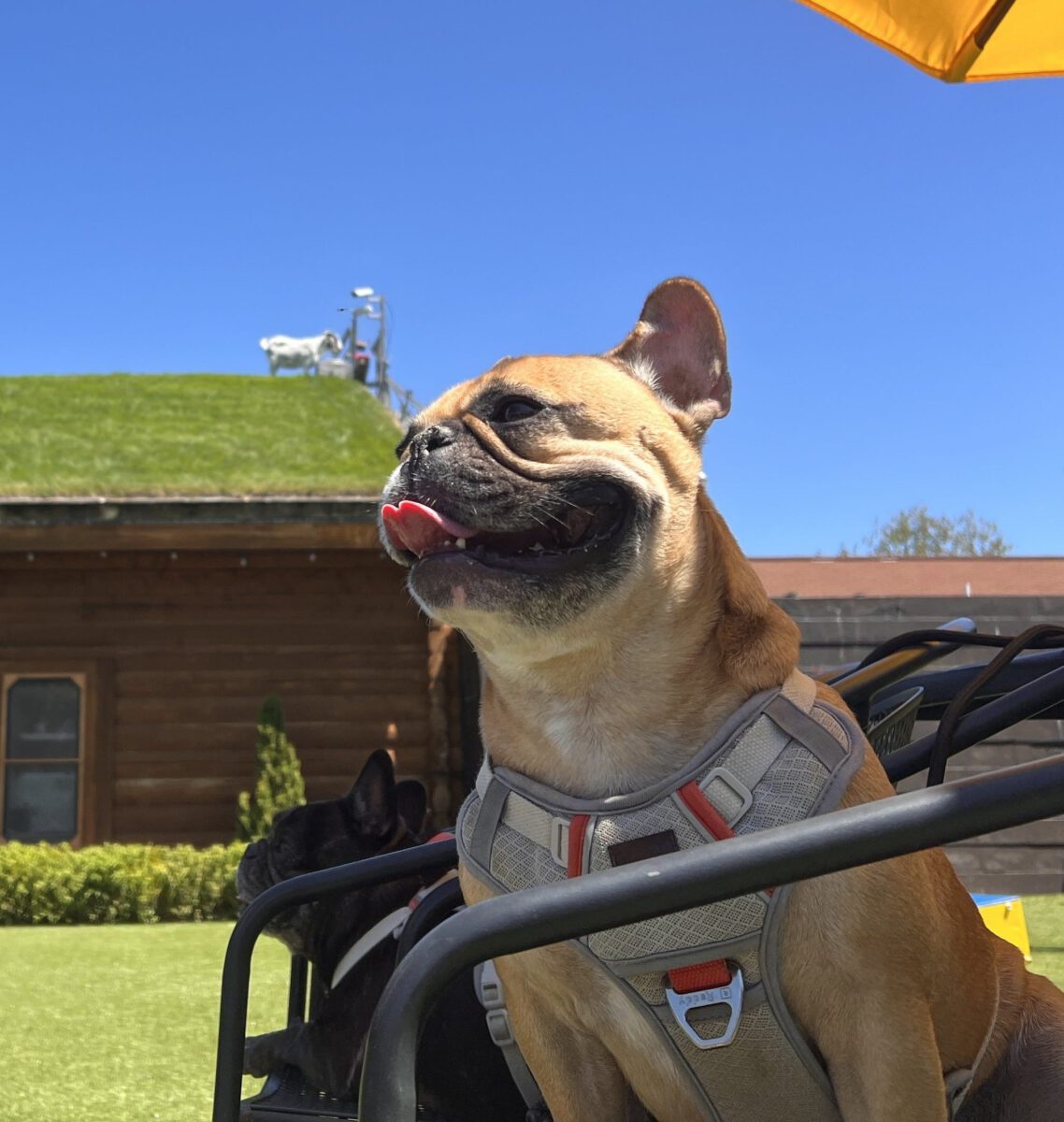 Goats may steal the show at  Al Johnson's Swedish Restaurant & Butick in Door County's Sister Bay. 