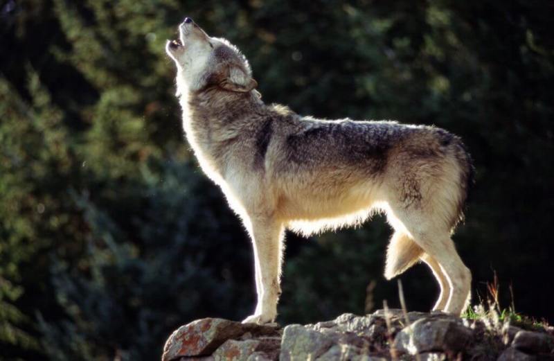 Permanent rules to guide the conduct of wolf hunting in Wisconsin are set to take effect Saturday, capping off a yearslong process in which the state Department of Natural Resources worked to write policy about one of the most politically polarized issues facing the state.