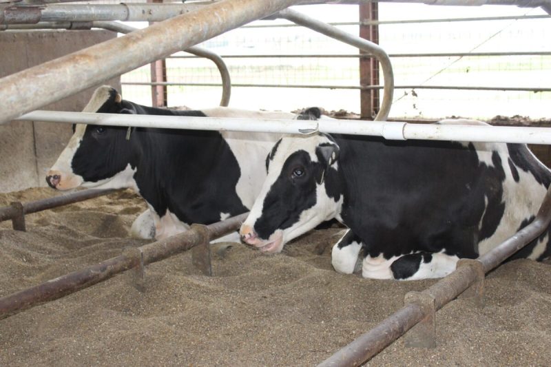 Bird flu in dairy herd.