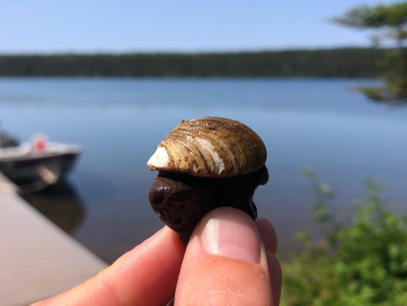 Invasive mussels in Lake Superior.